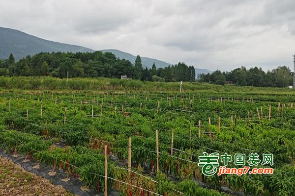 湖北利川：高质蔬菜 农民的致富之路 ()