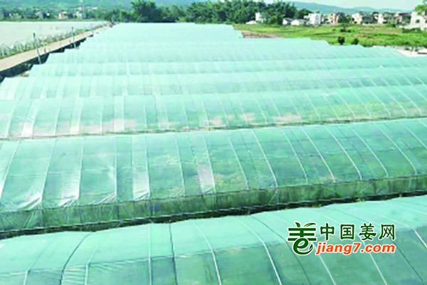 深圳河源：蔬菜产业助力村民脱贫致富 ()