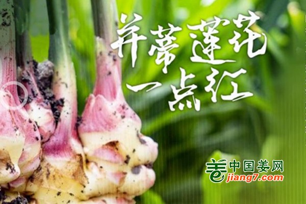 嘉兴南湖：生姜“一抹红”火了百姓生活 ()