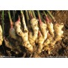 风干姜 面姜 鲜姜 泥姜 大姜 代收 代存安丘冷库 潍坊冷库