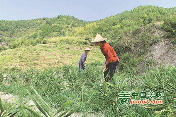 泉州德化：“姜”产业进行到底 ()