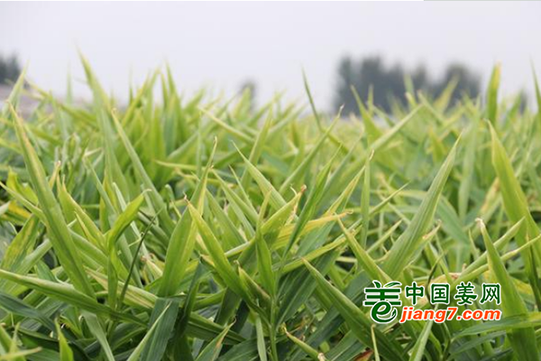 平度：新姜收获季将至，姜农筹备忙 ()