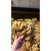 供应山东优质生姜鲜姜小黄姜大量批发