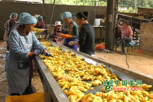 云南文山：麻栗坡万亩生姜喜获丰收 ()