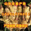 山东生姜产地供应价格安丘生姜批发行情