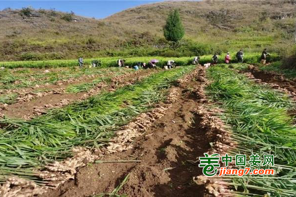 贵州六盘水：小黄姜走出国门 助农增收 ()