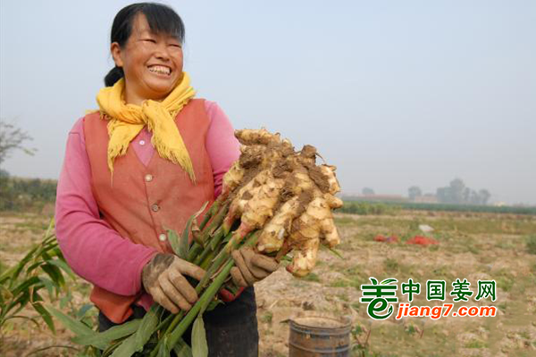 青岛即墨：大姜丰收季 助力乡村振兴 ()