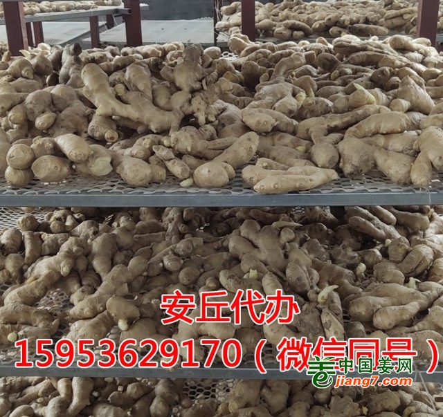 马艳帅风干姜03