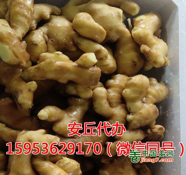 马艳帅水洗姜01