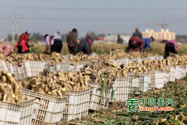 河北赵县：生姜忙收获 拓宽致富路 ()