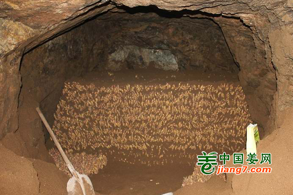 生姜入窖，如何让生姜不腐烂、不生虫？ ()