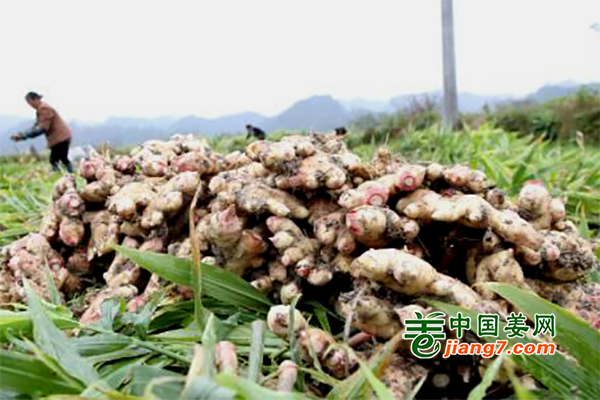 贵州：三穗长吉镇生姜喜获丰收 ()