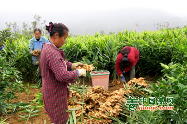 贵州贞丰：田间丰收喜洋洋 助力群众致富 ()