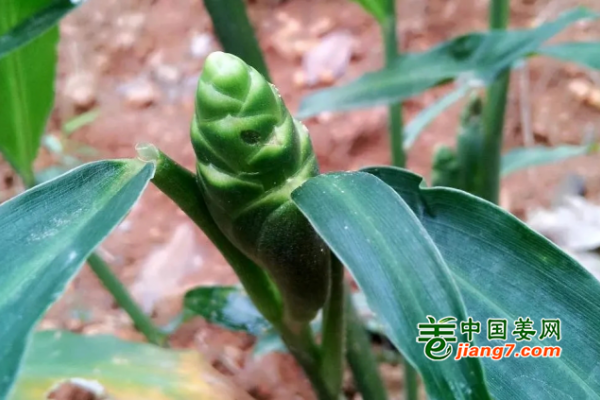 “姜”对你表白 ()