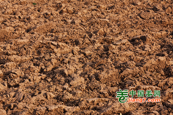 生姜高产种植技术指导——冬耕篇 ()