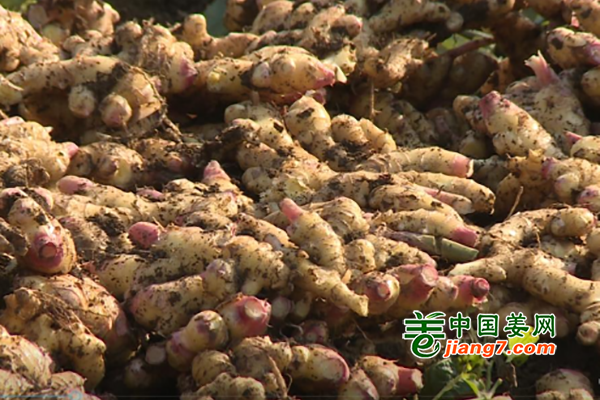 贵州安顺：毛栗村260亩优质生姜喜获丰收 ()