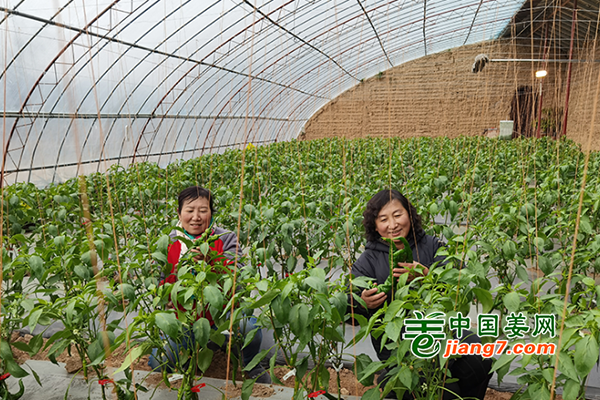 甘肃平凉：冬季蔬菜保供稳价惠民生 ()