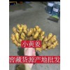 小黄姜，大黄姜