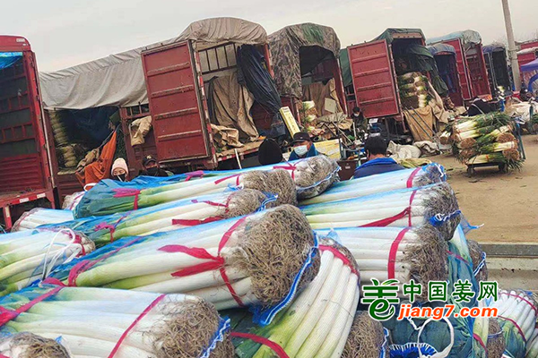 大葱供应地转移 后期价格有下行趋势 ()