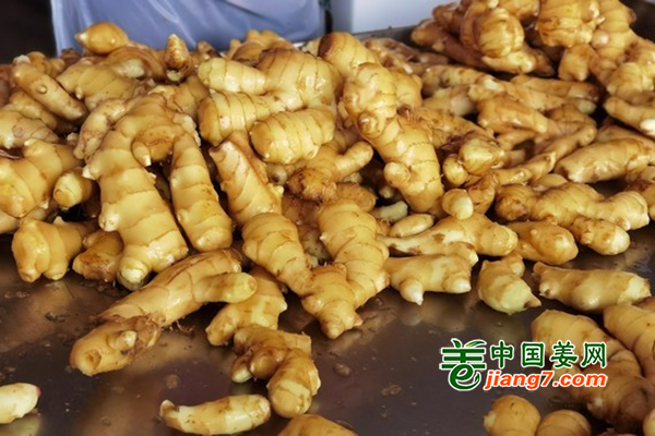早采生姜提前出口 问题重重 ()