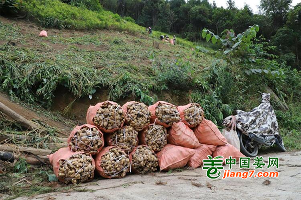 广西田林：小生姜助力产业脱贫 ()