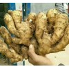 优质生姜火热销售