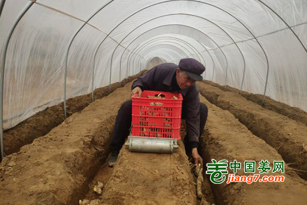 河北保定：春耕种姜有干劲 ()