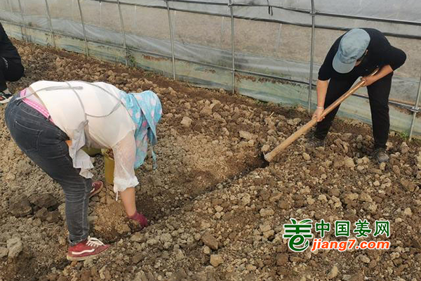 贵州安顺：春耕好时节 村民种姜热情高 ()