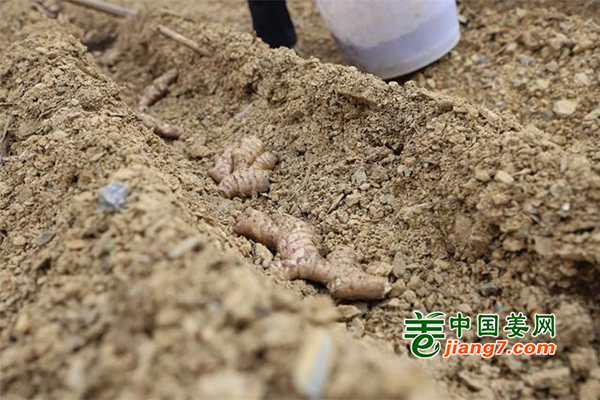 三都：闲置土地种生姜 群众增收有前景 ()