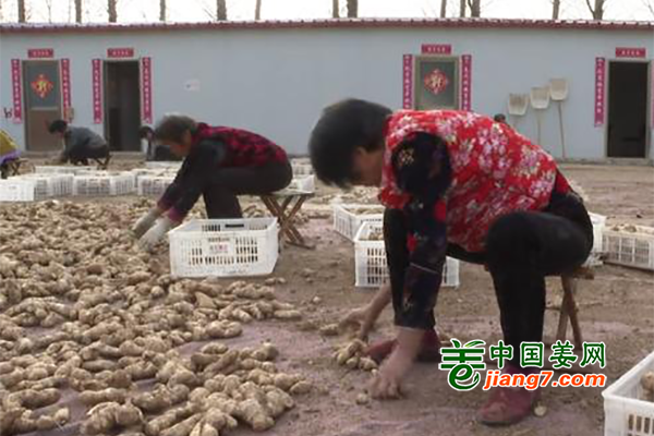 河南台前：积极发展生姜种植 ()