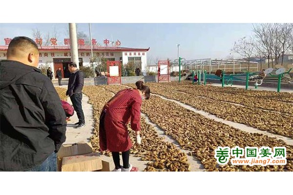 河南：彭店镇大力发展生姜种植产业 ()