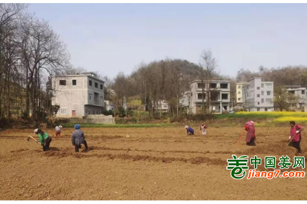 贵州兴仁：姜农开始忙春种 ()
