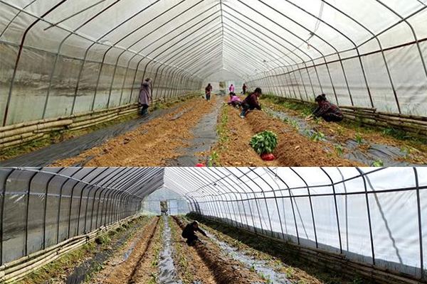 贵州锦屏：发展蔬菜产业春耕忙 ()