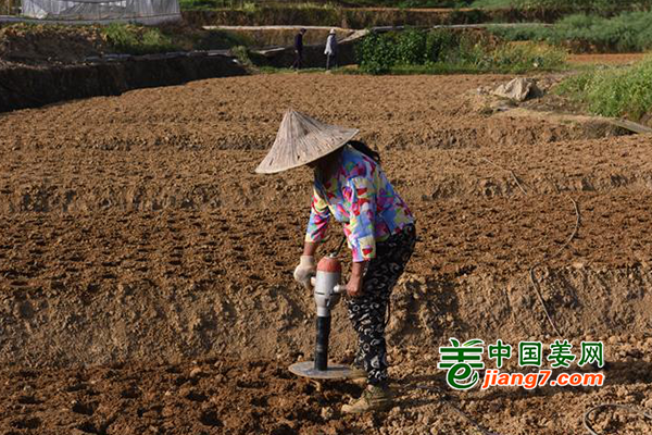重庆临峰社区开始挖洞种姜 ()