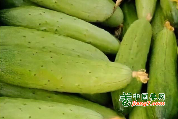 哈尔滨：天气回暖 地产蔬菜大量上市 ()