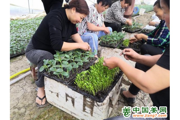 河南南阳：果蔬基地助力乡村振兴 ()