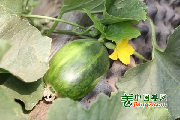 玉泉：现代化果蔬基地 助增收 ()