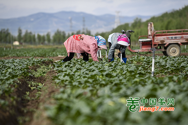 宁夏：万亩冷凉蔬菜收获忙 ()
