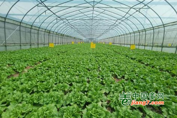 青浦：蔬菜地头交易价格下探明显 ()