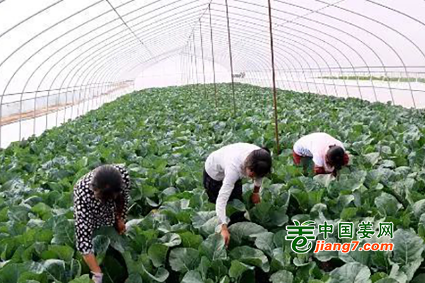 大庆：有机花菜助丰收 ()