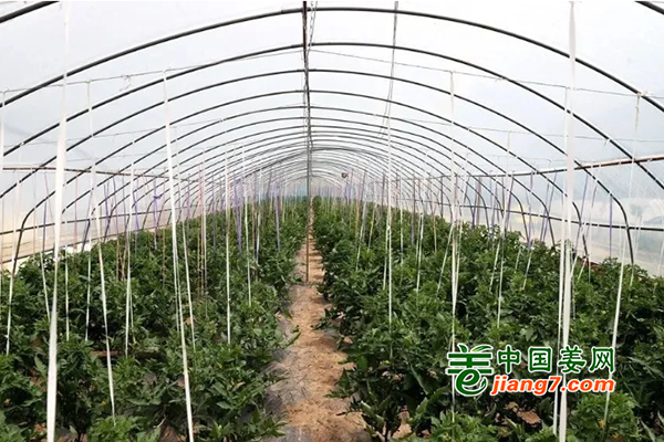 清水：蔬菜产业示范带 乡村振兴致富路 ()