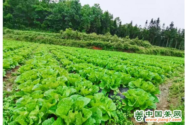 炉山镇：蔬菜基地喜获丰收 ()