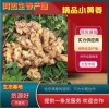 小黄姜价格，山东生姜产地直售