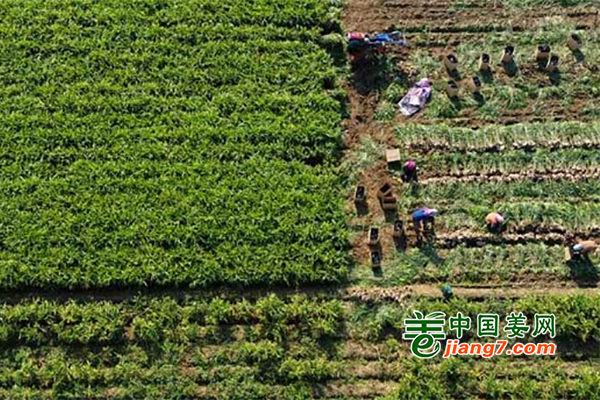 河北唐山：生姜喜丰收 ()