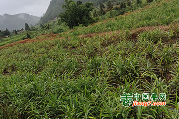 贵州三都：肉姜产业拓宽小康路 ()