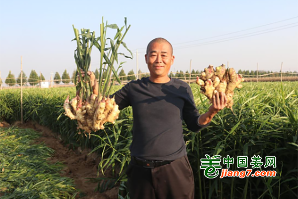 河南临颍：无公害大姜丰收 ()