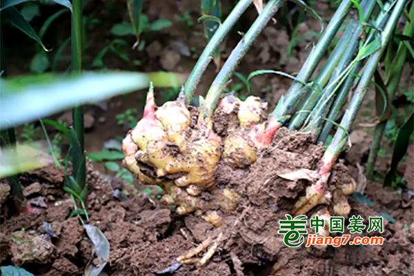 日照莒县：峤山大姜喜迎秋收 ()