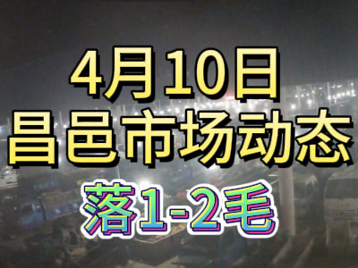4月10日 琨福市场大姜价格（落1-2毛） ()