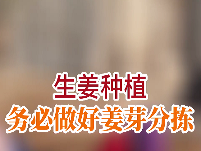 生姜种植务必做好姜芽分拣 ()