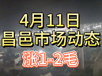 4月11日 琨福市场大姜价格（涨1-2毛） ()